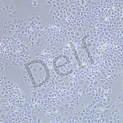 JAR 人胎盤絨毛癌細(xì)胞