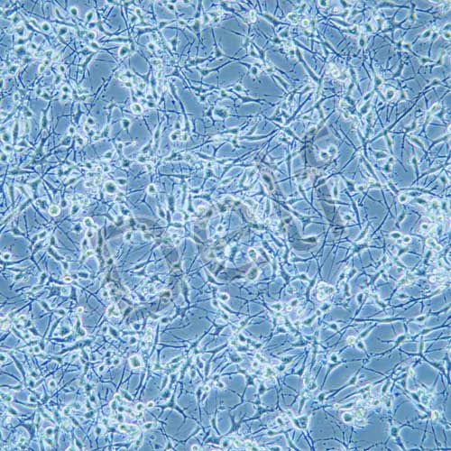 K7M2wt 小鼠骨肉瘤成骨細(xì)胞