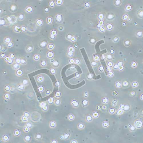 Kasumi-1 人紅白血病細胞