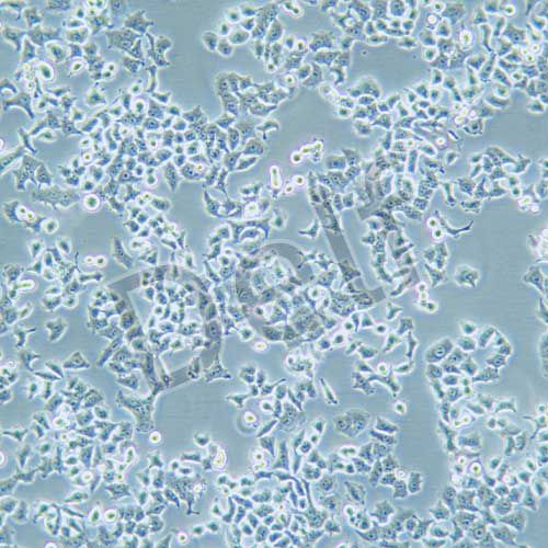 KB 人口腔表皮癌細(xì)胞