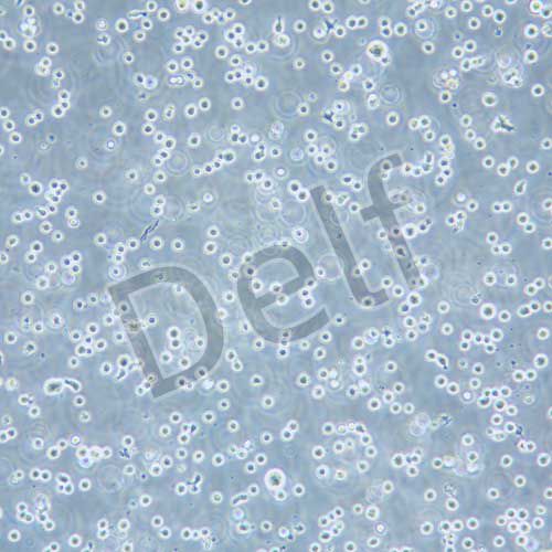 KG-1A 人急性髓性白血病細胞