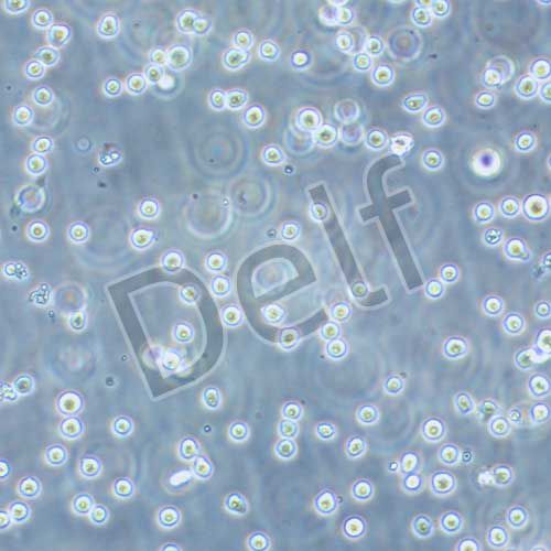 KG-1A 人急性髓性白血病細胞