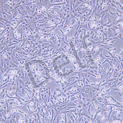 KNS-89 人腦膠質(zhì)瘤細(xì)胞