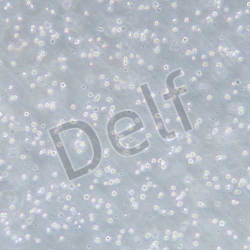 KU812 人外周血嗜堿性白血病細胞