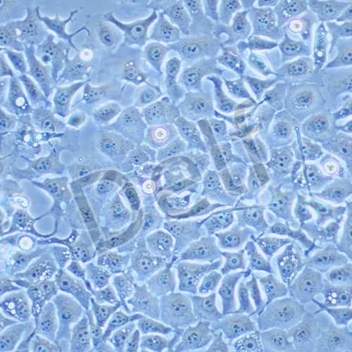 kyse30 人食道癌細(xì)胞