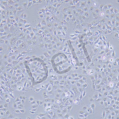 KYSE150 人食管癌細(xì)胞