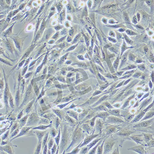 L6 大鼠成肌細胞