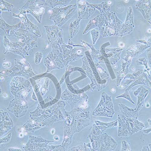 Li-7 人肝癌細(xì)胞