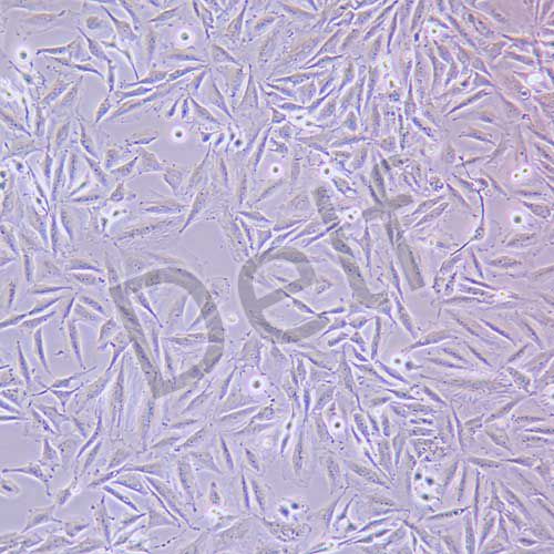 LN229人膠質(zhì)瘤細(xì)胞