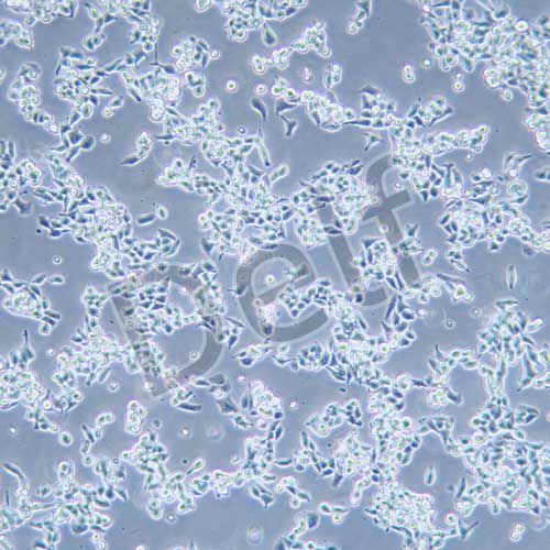 LS174T 人結(jié)直腸腺癌細(xì)胞