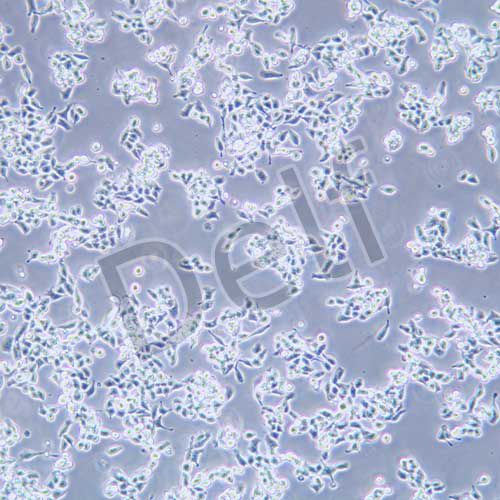 LS174T 人結(jié)直腸腺癌細(xì)胞