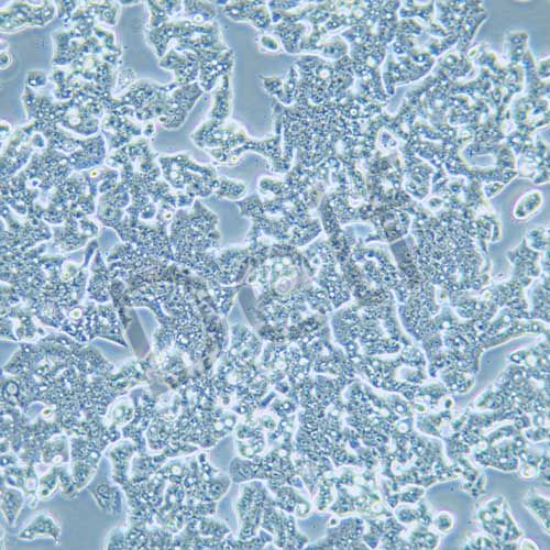 LS180 人結(jié)腸癌細胞