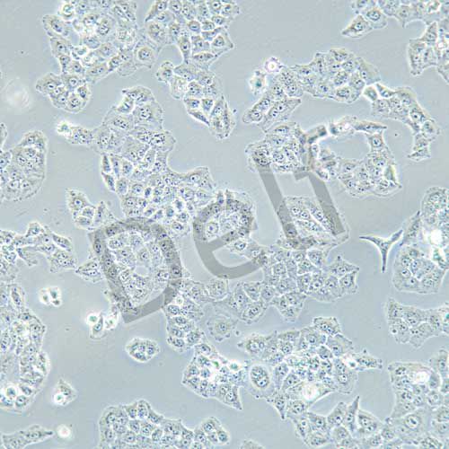 LTPA 小鼠胰腺癌細(xì)胞