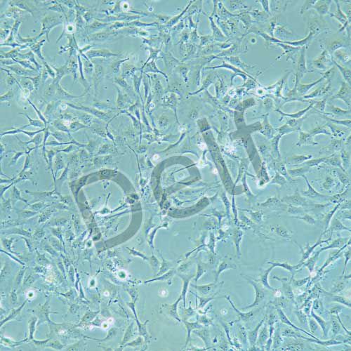 LX-2 人肝星狀細(xì)胞