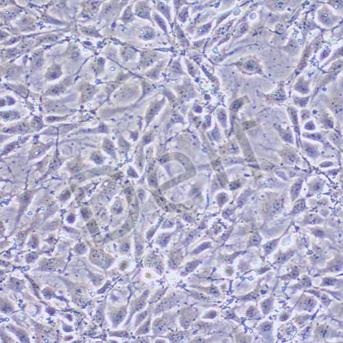 MAEC 小鼠主動(dòng)脈內(nèi)皮細(xì)胞