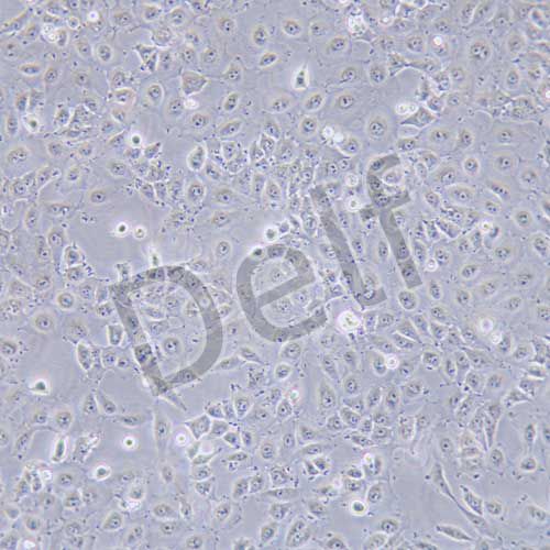 Mahlavu 人肝癌細(xì)胞