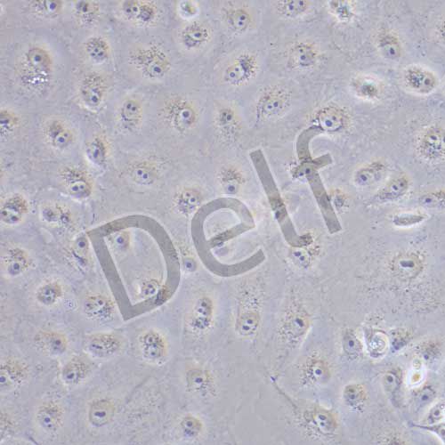 MARC145 猴胚胎腎上皮細(xì)胞