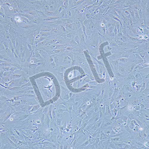 MC3T3-E1 小鼠胚胎成骨細(xì)胞