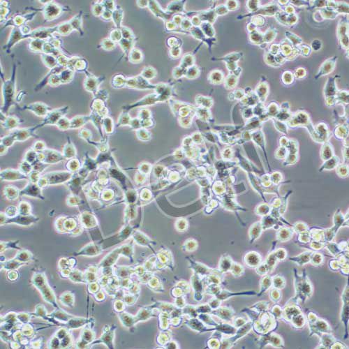 MC38 小鼠結(jié)腸癌細(xì)胞