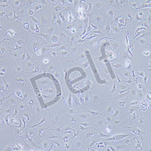 MDA-MB-157 人乳腺癌細(xì)胞