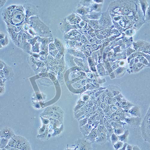 MDA-MB-415 人乳腺癌細(xì)胞