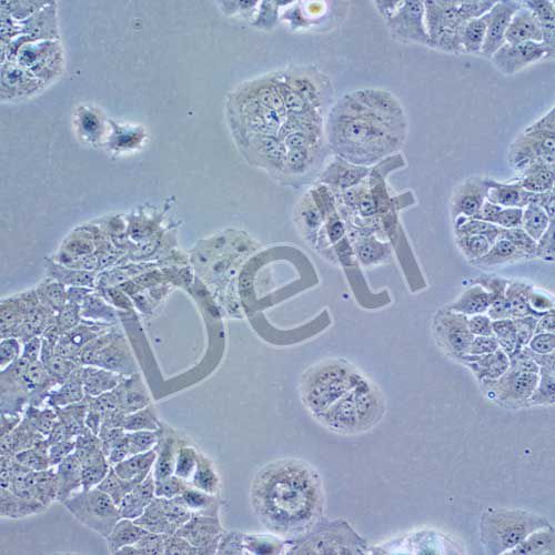 MDA-MB-415 人乳腺癌細(xì)胞