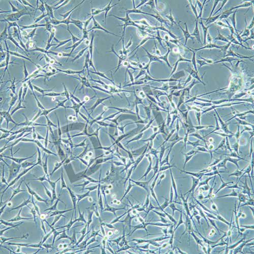 MDA-MB-435s 人黑色素瘤細(xì)胞/人乳腺癌細(xì)胞