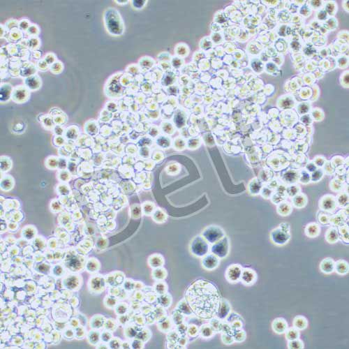 MDA-MB-453 人乳腺癌細(xì)胞