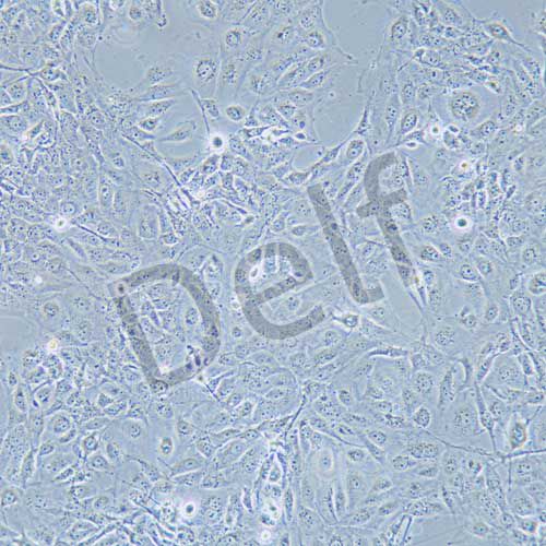 MET-5A 人膜間皮細(xì)胞