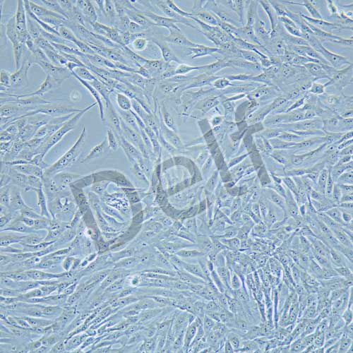 MG-63 人骨肉瘤細(xì)胞