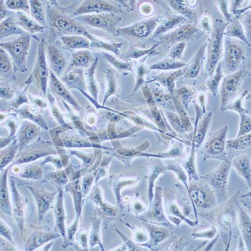 MGC-803 人胃癌細(xì)胞