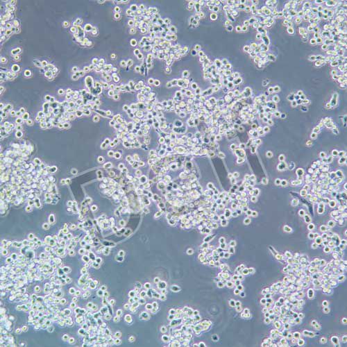 MKN-45 人胃癌細(xì)胞