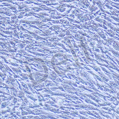 MLO-Y4 小鼠骨樣細(xì)胞（本株不供應(yīng)）