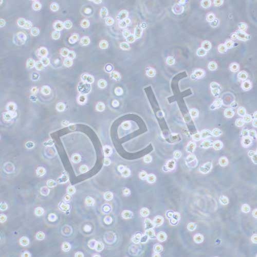 MM.1R 人多發(fā)性骨髓瘤細(xì)胞