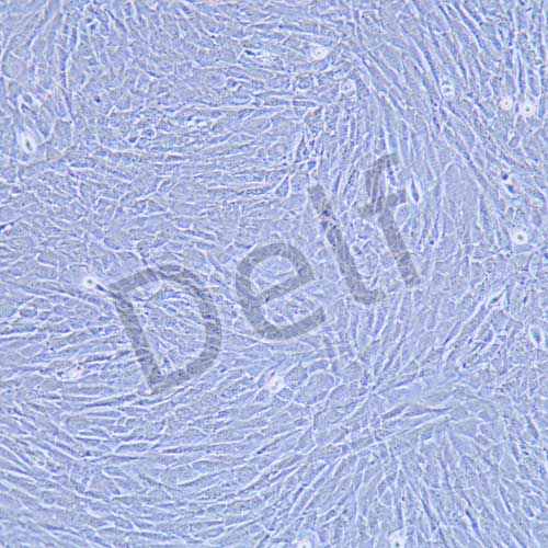 MOVAS 小鼠主動脈血管平滑肌細胞