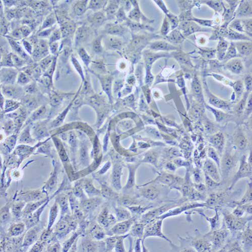 MPC-5 小鼠腎足細(xì)胞