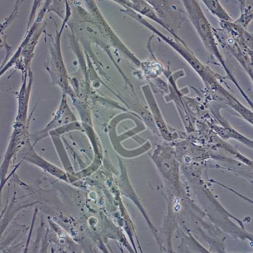 MRC-5 人胚肺成纖維細(xì)胞（有限細(xì)胞系）