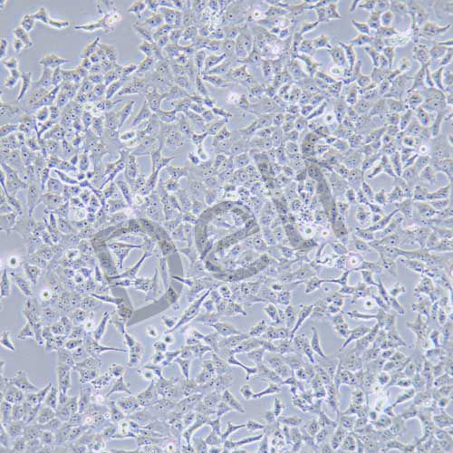 NCI-H157 人非小細(xì)胞肺腺癌細(xì)胞