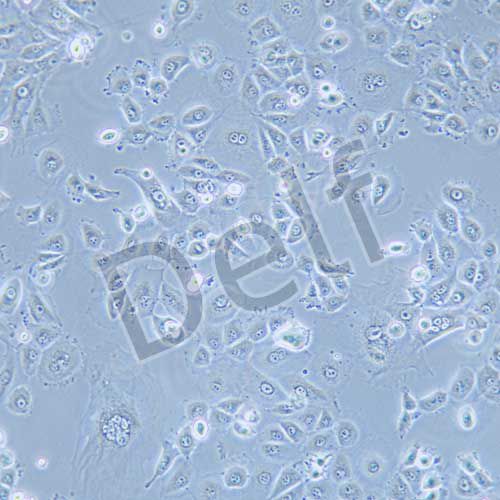 NCI-H226 人肺鱗癌細(xì)胞