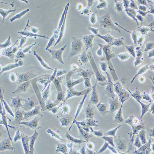 NCI-H446 人小細(xì)胞肺癌細(xì)胞