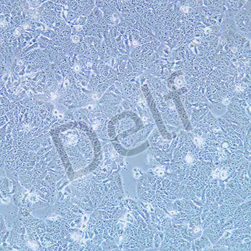 NCI-H1437 人肺癌細胞