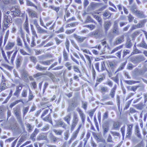 NCTC clone 929 小鼠成纖維細胞
