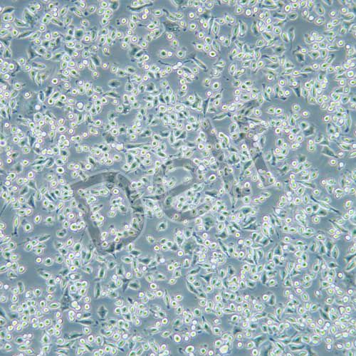 NCTC1469 小鼠正常肝細(xì)胞