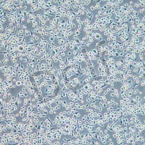 NCTC1469 小鼠正常肝細(xì)胞