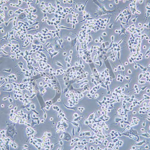 neuro-2a（N2A）小鼠腦神經(jīng)瘤細胞