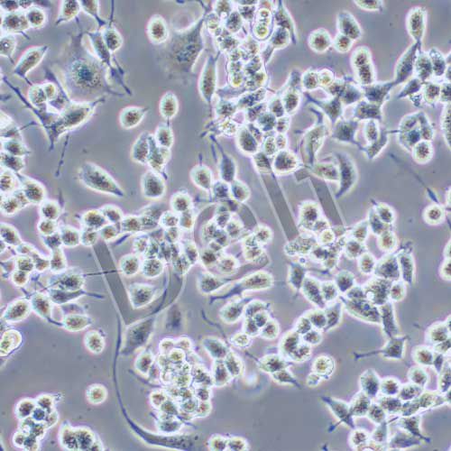 neuro-2a（N2A）小鼠腦神經(jīng)瘤細胞