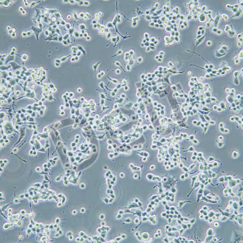 NG108-15 小鼠神經(jīng)細胞瘤與大鼠神經(jīng)膠質(zhì)瘤之融合細胞