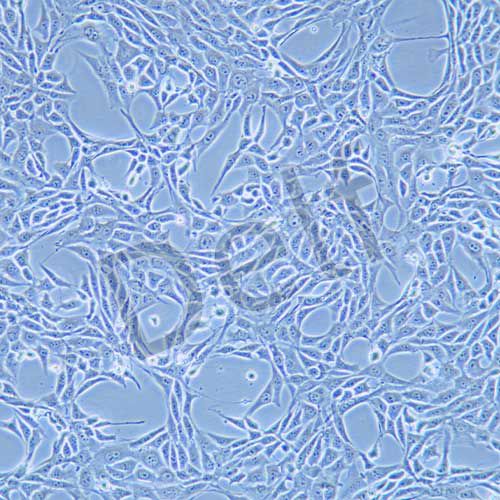 NIH/3T3 小鼠胚胎成纖維細(xì)胞