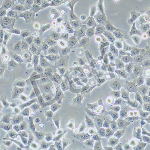 NPC/HK-1 人鼻咽癌細胞