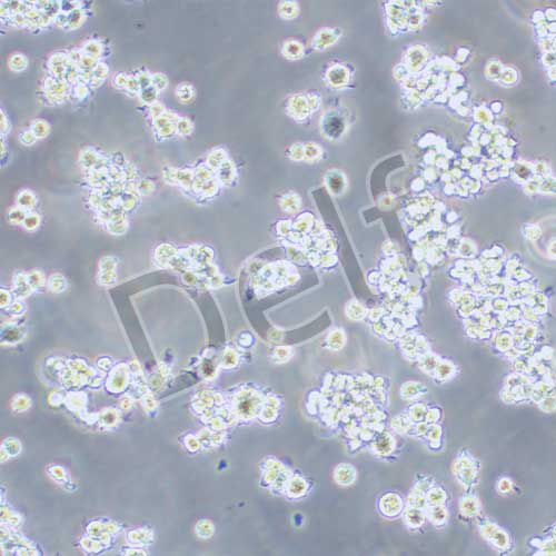 NR8383 大鼠肺泡巨噬細(xì)胞